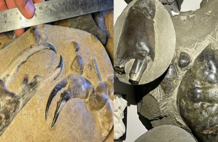 Móng vuốt cua hóa thạch lớn nhất từng được phát hiện có tuổi đời 8 triệu năm gây kinh ngạc