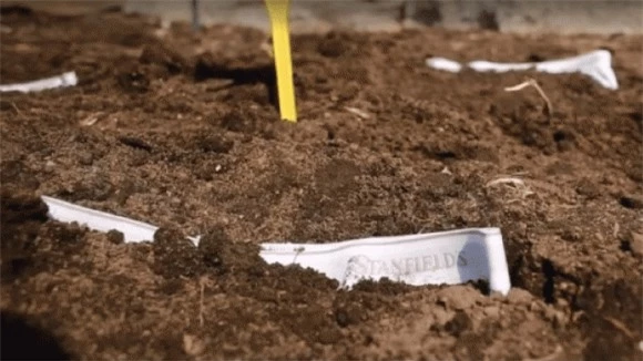 chôn quần lót xuống đất ruộng để kiểm tra tình trạng sức khỏe của đất, chôn quần lót xuống đất ruộng, Proof by underpants
