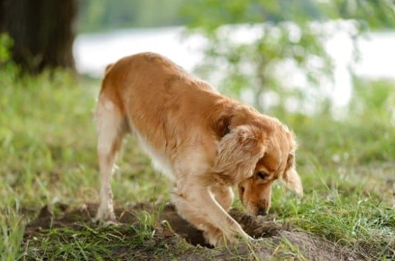 Chó có thể đoán trước được cái chết của chính mình, nếu thấy 6 dấu hiệu này bạn hãy chuẩn bị sẵn sàng