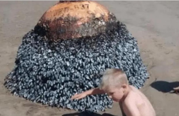 Một đứa trẻ tìm thấy 'hòn đá kỳ lạ' trên bãi biển và mẹ cậu đã chụp ảnh nó. Các chuyên gia cho biết cậu bé đã cận kề cái chết!