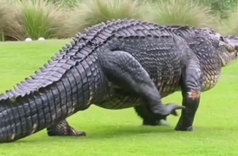 Hé lộ 3 loài cá sấu lớn nhất thế giới: 1 loại chạy rất nhanh ở trên bờ!