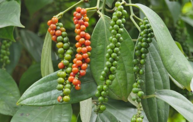 Giá nông sản ngày 25/3/2024: Duy trì đà tăng ở vài địa phương, giá cà phê trong nước tiếp tục đạt đỉnh giá