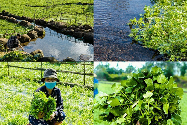 Loại rau sạch nhất Việt Nam: Được tưới nước giếng cổ 5.000 năm, rau sẽ chết nếu trồng nước bẩn