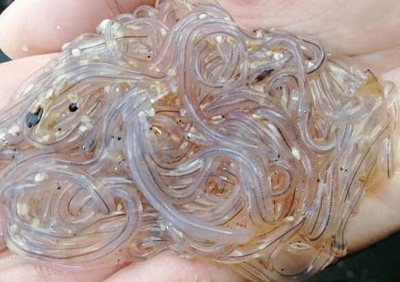 Kỳ lạ loại lươn có thân hình trong suốt như thủy tinh, được ví như 'vàng trắng'