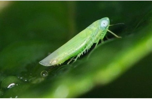 Kỳ lạ loại trà quý hiếm cứ bị bọ ăn là tăng giá gấp 13 lần, Việt Nam chỉ vài tỉnh trồng được