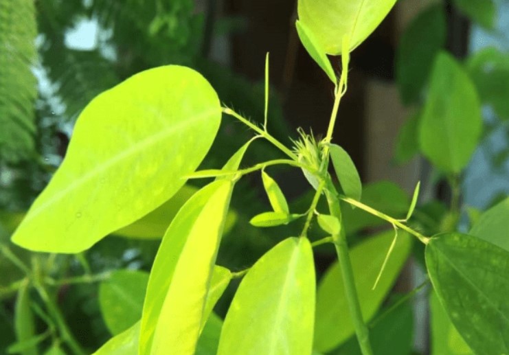 Kỳ lạ cây biết nhảy múa khi nghe thấy âm thanh, hóa ra ở Việt Nam có rất nhiều