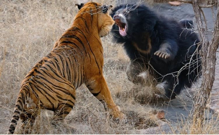 CLIP: Loài động vật duy nhất khiến "chúa sơn lâm" phải khiếp sợ