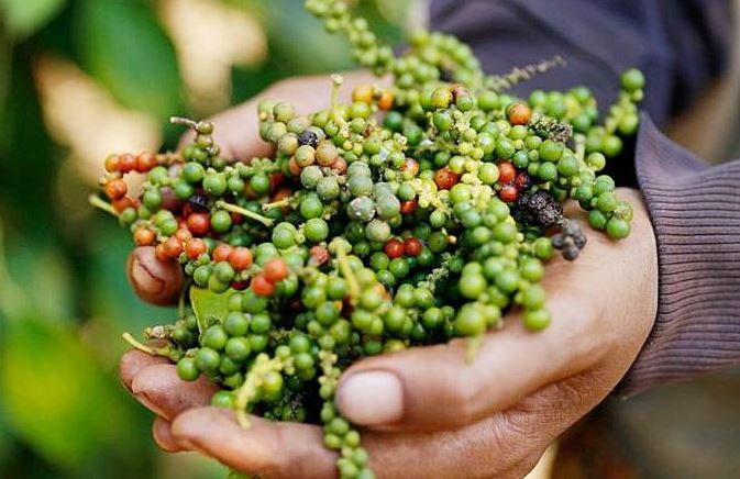 Giá nông sản ngày 26/3/2024: Giá tiêu đứng giá neo ở mức cao, cà phê lập đỉnh mới