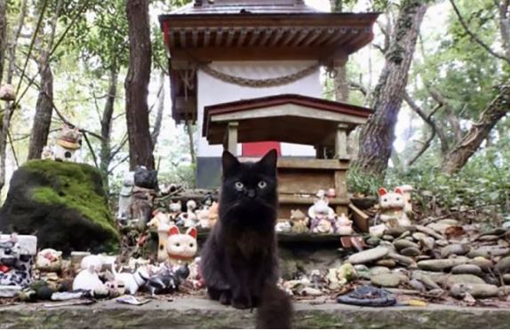 Hai &quot;thi&#xEA;n &#x111;&#x1B0;&#x1EDD;ng&quot; n&#x1ED5;i ti&#x1EBF;ng c&#x1EE7;a lo&#xE0;i m&#xE8;o