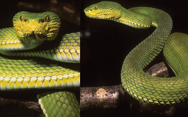Cận cảnh loài rắn lục lạ có '1-0-2' trên thế giới đẹp như tạc tượng, màu sắc hiếm có khó tìm