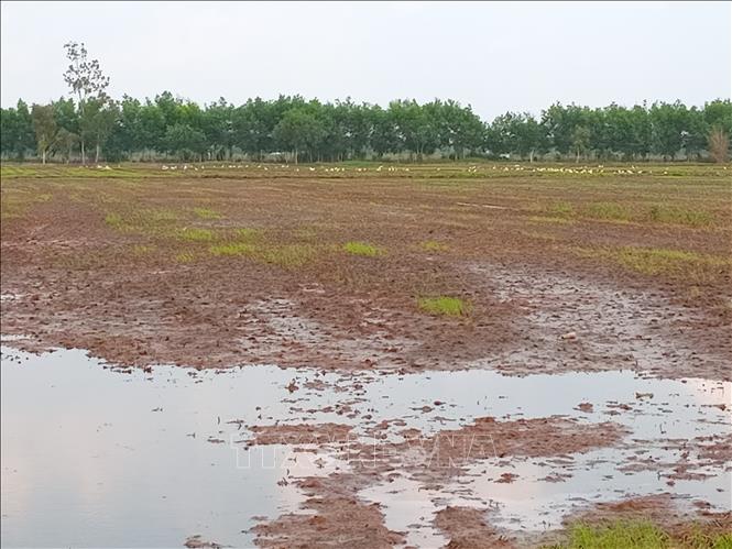 Phòng chống hạn, mặn: Thích ứng 'thuận thiên'