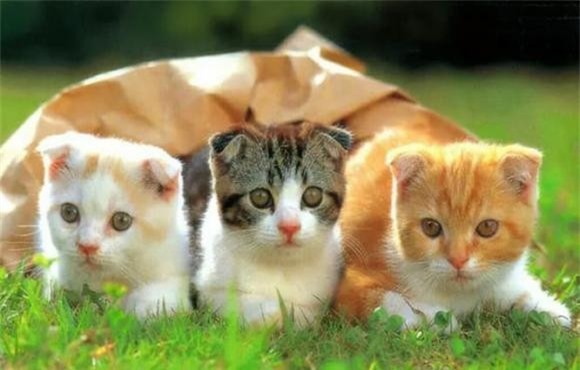 meo-10.jpg 1 tử vi, con giáp, cung hoàng đạo, con giáp may mắn