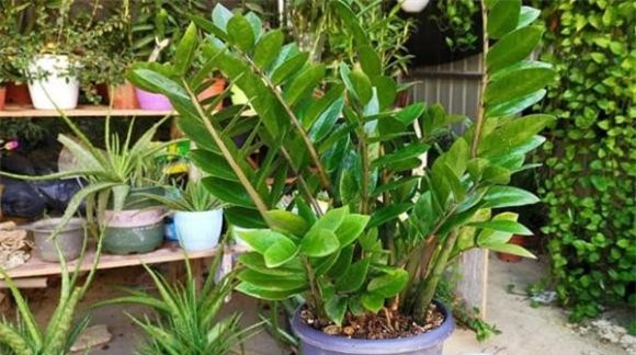 cay-canh-1-ngoisaovn-w600-h336 5 cây trồng, cây trồng trong nhà, cây phong thủy