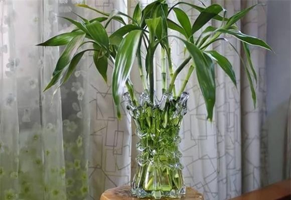 cay-canh-2-ngoisaovn-w600-h412 4 cây trồng, cây trồng trong nhà, cây phong thủy