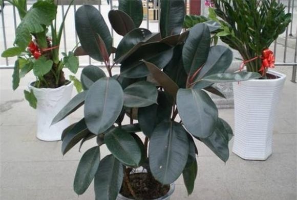 cay-canh-3-ngoisaovn-w600-h406 3 cây trồng, cây trồng trong nhà, cây phong thủy