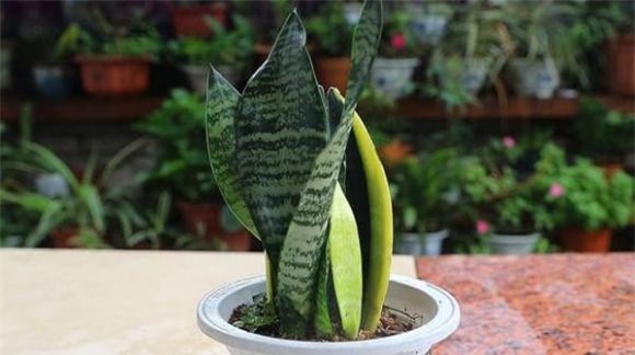 cay-canh-5-ngoisaovn-w600-h336 1 cây trồng, cây trồng trong nhà, cây phong thủy