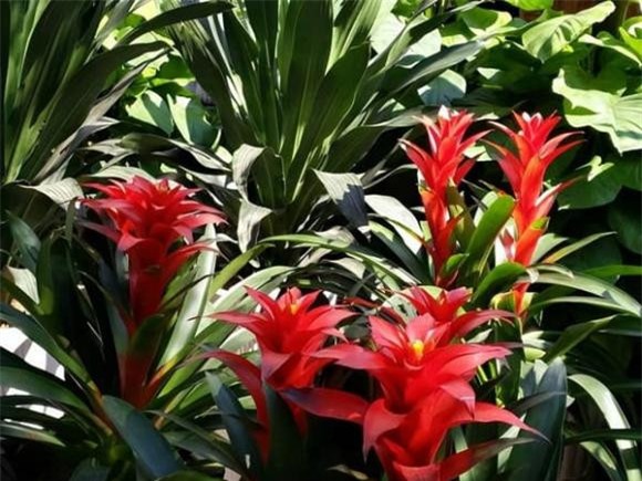 cay-canh-6-ngoisaovn-w600-h450 0 cây trồng, cây trồng trong nhà, cây phong thủy