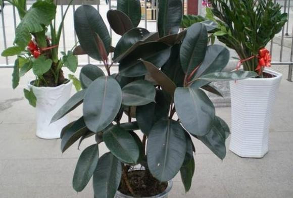 6 loại cây trồng trong nhà vừa giúp không khí trong lành, vừa mang lại may mắn tài lộc, rất đáng sở hữu