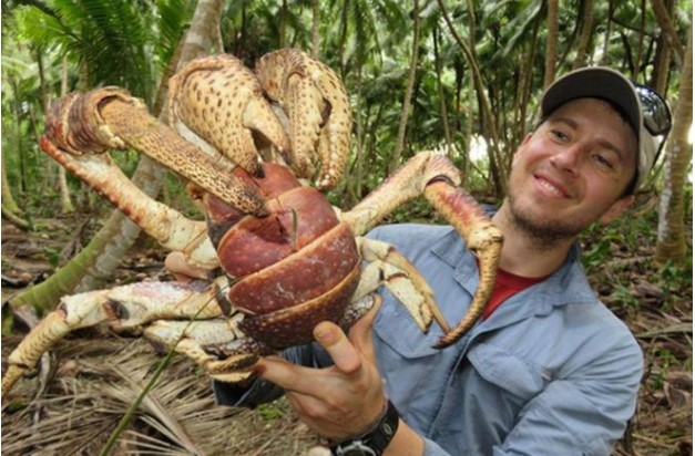 Liệu cua lớn 1 mét có ngon không? Đây là loại cua khổng lồ sống ở trên cạn khỏe nhất, có thể ăn thịt người!