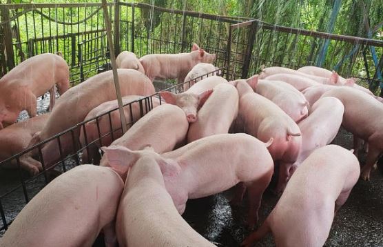 Gi&#xE1; heo h&#x1A1;i h&#xF4;m nay 27/3/2024: Gi&#x1EA3;m nh&#x1EB9; &#x1EDF; m&#x1ED9;t s&#x1ED1; &#x111;&#x1ECB;a ph&#x1B0;&#x1A1;ng