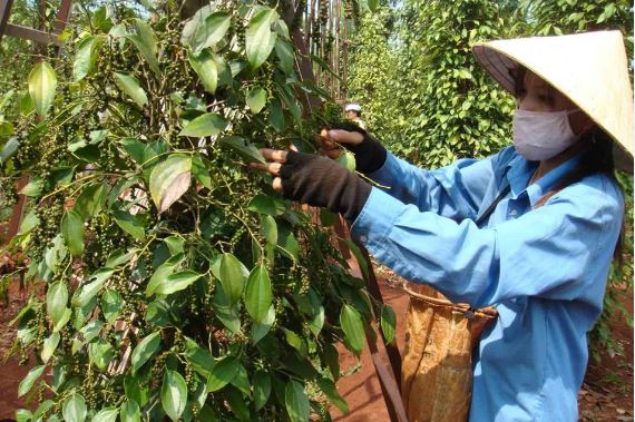 Giá nông sản ngày 27/3/2024: Giá cà phê tiếp tục tăng cao, giá tiêu ổn định