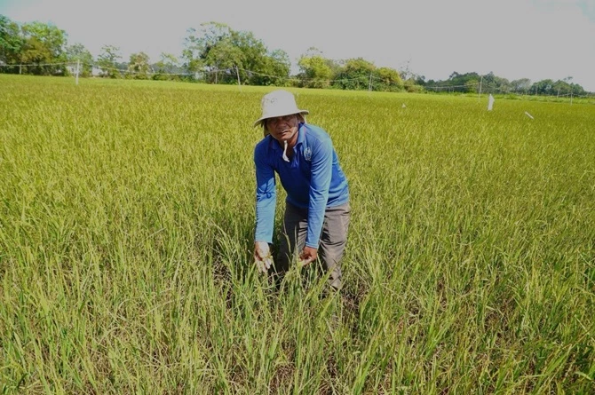 Hạn mặn đã gây thiệt hại lúa ở tỉnh Trà Vinh.