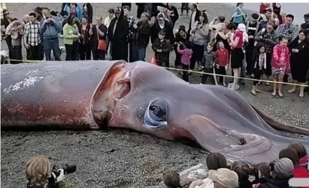 Tại sao người ta không ăn những con mực to khổng lồ? Sự thật là gì?