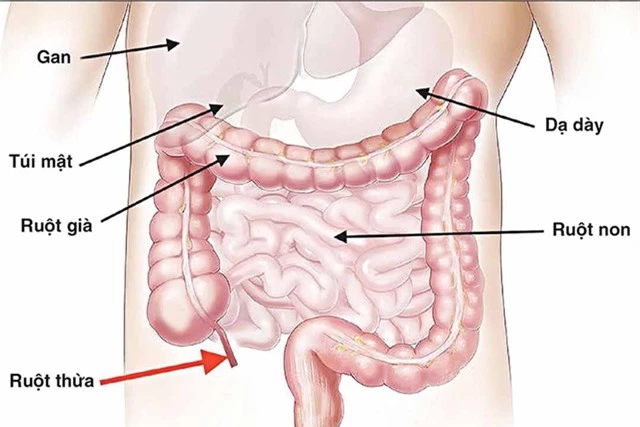 Không thải độc đúng giờ, các cơ quan nội tạng sẽ chìm trong ‘bùn lầy’, thậm chí nát bấy: 9 khung giờ vàng thải độc nếu muốn sống không bệnh tật - Ảnh 2.