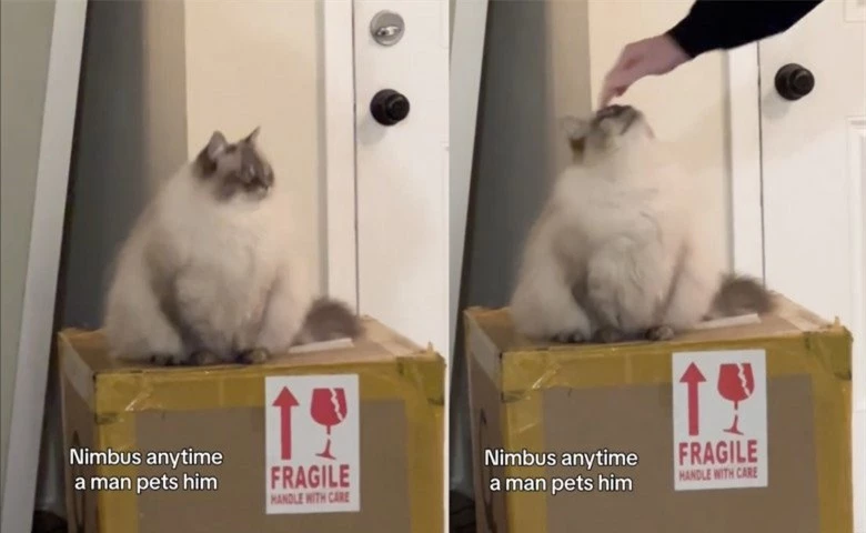 Kỳ lạ chú mèo ghét đàn ông vì lý do không ngờ, có biểu hiện khiến CĐM 