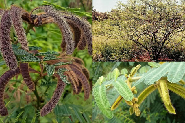 Bí ẩn loài cây kịch độc có trong Sách Đỏ thế giới, ở Việt Nam mọc nhan nhản mà không ai biết