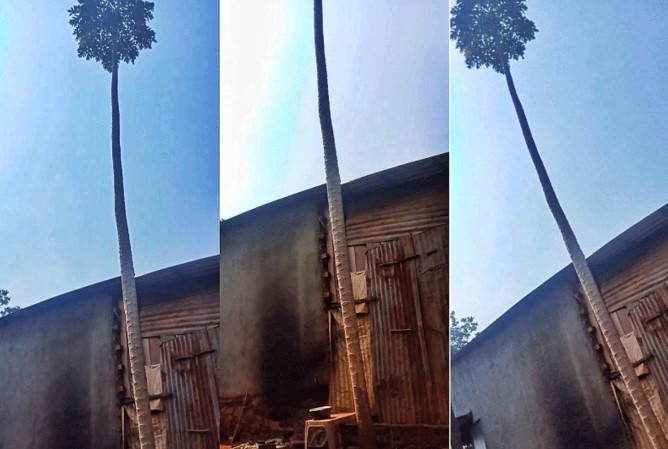 Netizen bàn tán về cây đu đủ 'độc lạ' nhất Việt Nam: Thân cây thẳng tắp, có chiều cao lên đến 11m