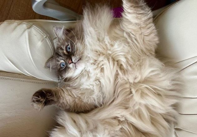 Kỳ lạ chú mèo ghét đàn ông vì lý do không ngờ, có biểu hiện khiến CĐM "cười xỉu" lập tức nhấn follow