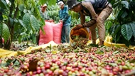 Giá nông sản ngày 29/3/2024: Giá tiêu neo ở mức cao, cà phê trong nước tăng kỷ lục