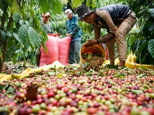 Giá nông sản ngày 29/3/2024: Giá tiêu neo ở mức cao, cà phê trong nước tăng kỷ lục