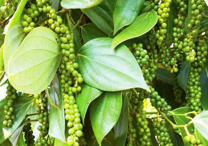 Giá nông sản ngày 30/3/2024: Giá tiêu ôn đỉnh ở mức cao, Cà phê trong nước giảm nhẹ