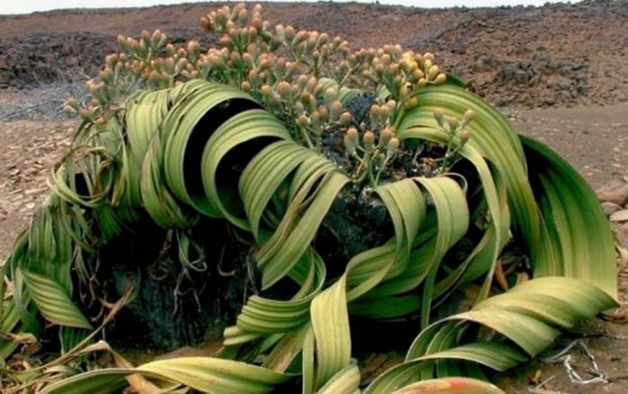 Welwitschia mirabilis: Loài thực vật cổ xưa có khả năng tồn tại hàng nghìn năm