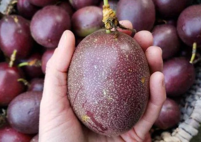 Loại quả giá rẻ là kẻ thù của tiểu đường, ung thư và tốt cho tim mạch