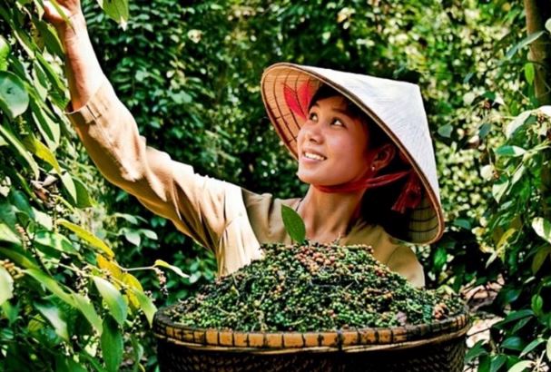 Giá nông sản ngày 31/3/2024: Giá cà phê trong nước tăng nhẹ, tiêu ổn đinh