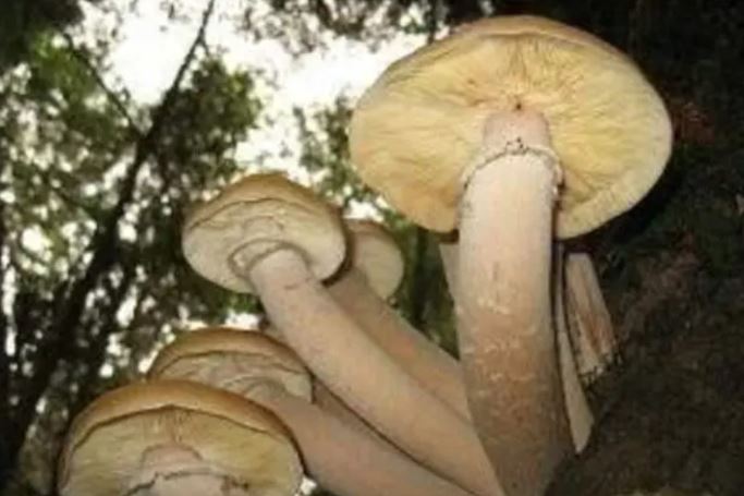 2 loài thực vật gây kinh ngạc: Một loài có tuổi thọ hơn 2.000 năm, loài thứ hai lớn gấp 4 lần cá voi