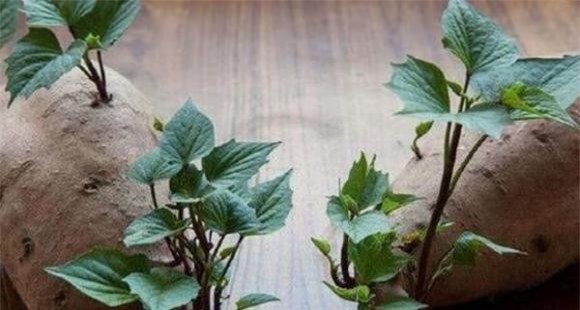 trong-cay-1-ngoisaovn-w600-h321 12 khoai lang, gừng, khoai tây
