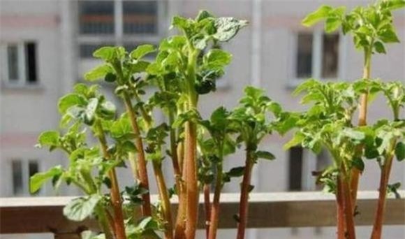 trong-cay-11-ngoisaovn-w600-h354 2 khoai lang, gừng, khoai tây