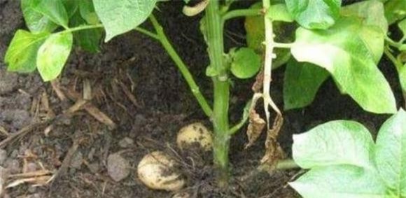 trong-cay-12-ngoisaovn-w600-h293 1 khoai lang, gừng, khoai tây