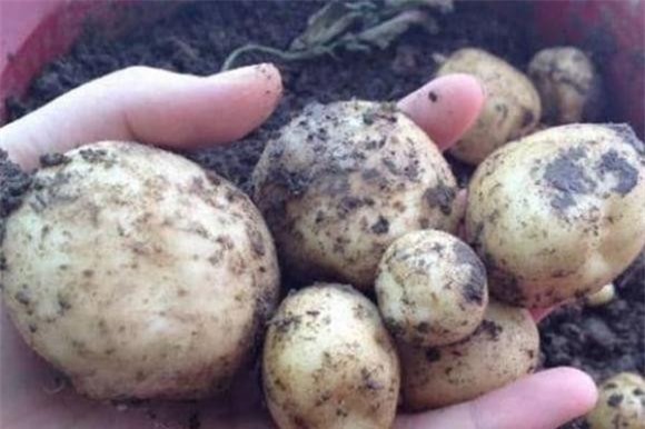 trong-cay-13-ngoisaovn-w600-h400 0 khoai lang, gừng, khoai tây