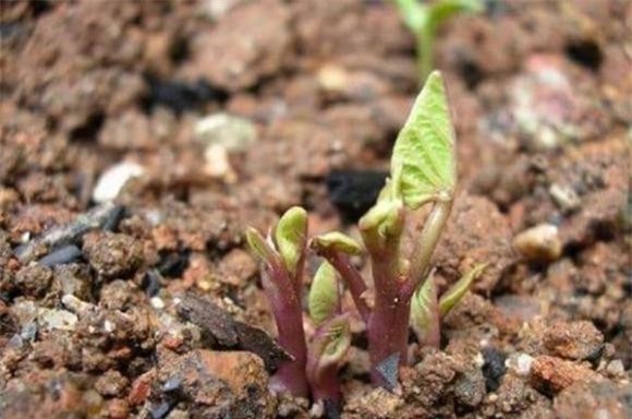 trong-cay-2-ngoisaovn-w600-h398 11 khoai lang, gừng, khoai tây