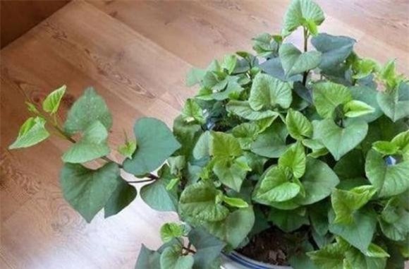 trong-cay-3-ngoisaovn-w600-h395 10 khoai lang, gừng, khoai tây