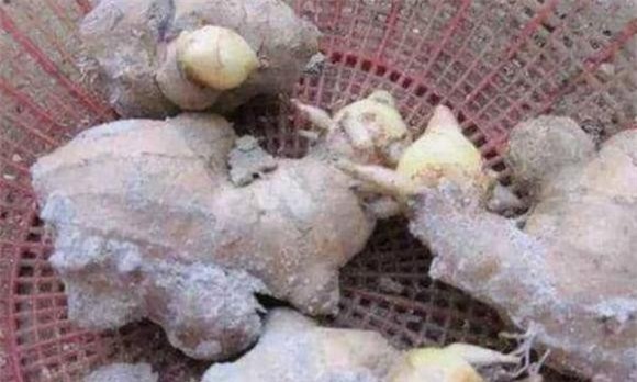 trong-cay-5-ngoisaovn-w600-h360 8 khoai lang, gừng, khoai tây