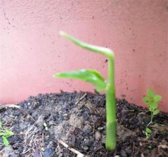 trong-cay-6-ngoisaovn-w600-h560 7 khoai lang, gừng, khoai tây