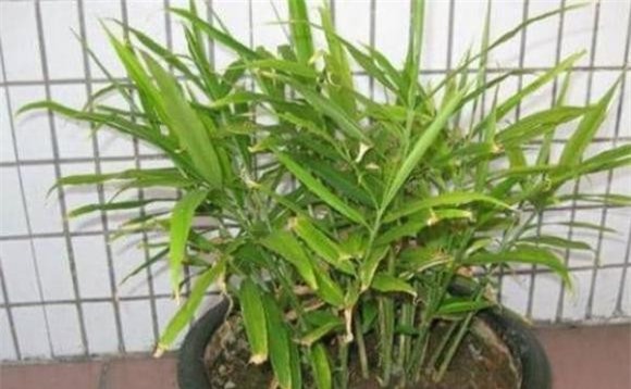 trong-cay-7-ngoisaovn-w600-h371 6 khoai lang, gừng, khoai tây