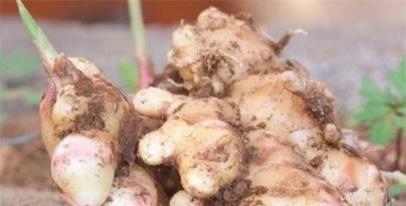 trong-cay-8-ngoisaovn-w600-h306 5 khoai lang, gừng, khoai tây