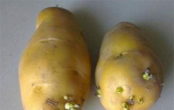 trong-cay-9-ngoisaovn-w600-h378 4 khoai lang, gừng, khoai tây